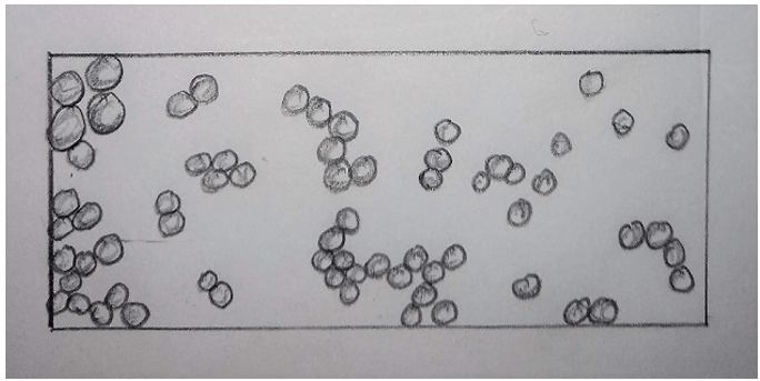 Spherical shaped bacteria