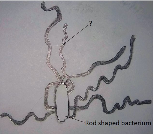 Find the question mark represents in the rod-shaped bacterium