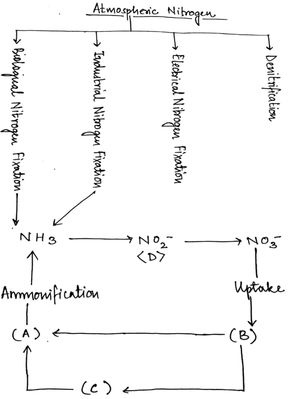 C represents animal biomass in given diagram