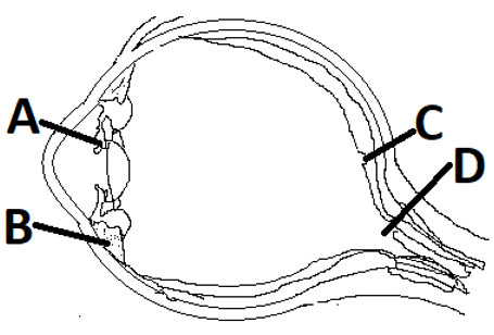 Macula lutea và sơ đồ fovea của nhãn cầu