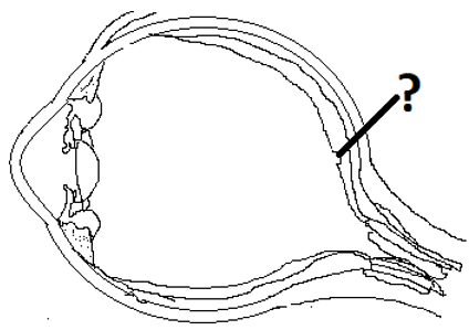 Fovea of an eyeball at the back of the eye