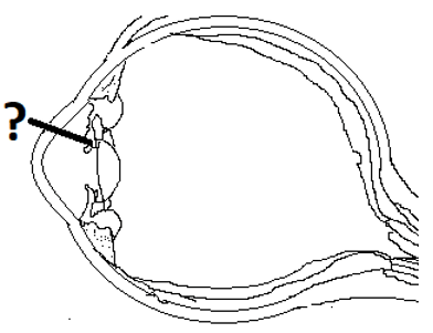 Iris of eyeball structure in anterior part of the eye