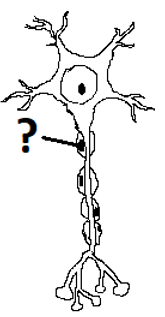 Schwan cell in Neuron or nerve cell