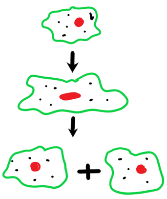 The diagram showing amoeba undergoes binary fission
