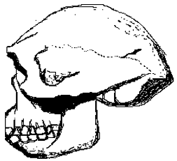The skull belongs to Homo erectus with chin absent