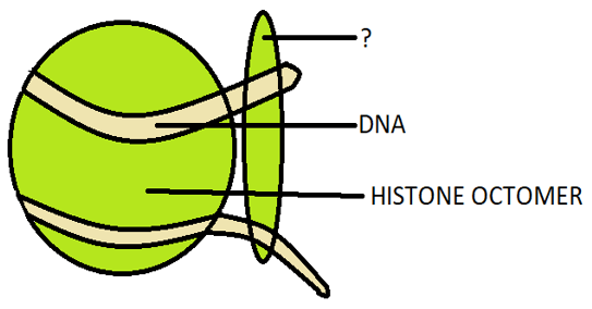 The DNA helical structure is linked to H1 histones type of histone protein