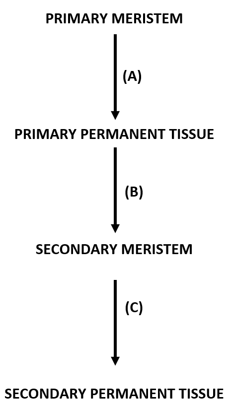 Vascularization in procambium to form primary xylem & phloem with intrafascicular cambium