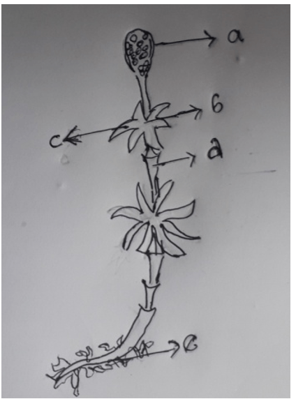 Pteridophyte with Strobili, Node, Branches, Internode & Rhizomes