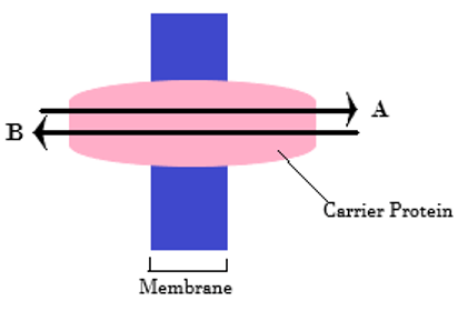 Antiport facilitated diffusion