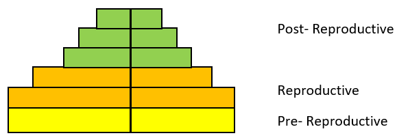 Triangular age pyramid shows expanding population of individuals in pre-reproductive age