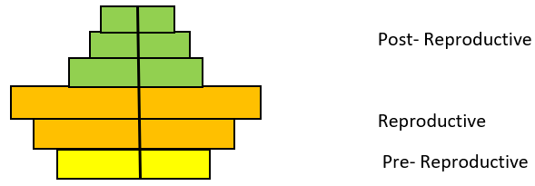 Bell-shaped pyramid with pre-reproductive & reproductive age are almost equal