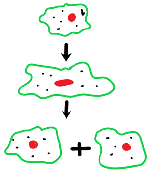 Binary fission is type of reproduction that produce identical cells