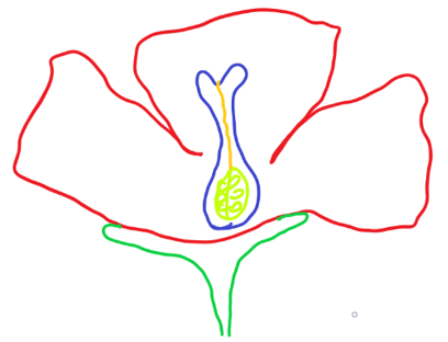 The diagram shows gynoecium consists of style, stigma & ovary