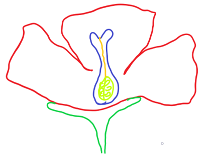 Sexual Reproduction in Flowering Plants MCQ - Sanfoundry
