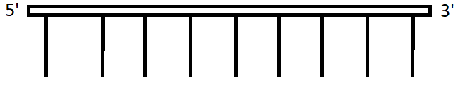 The figure shows two strands of DNA run antiparallel to each other for effective bonding