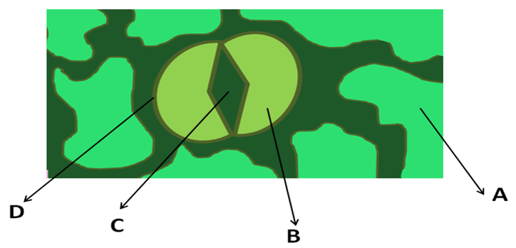 Guard cells in the chloroplast