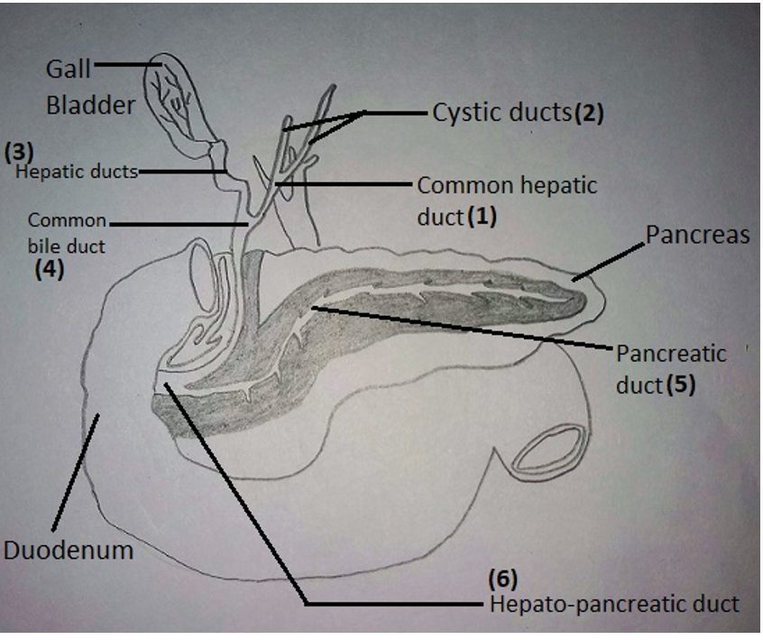 Find the two ducts marked incorrectly in the given diagram