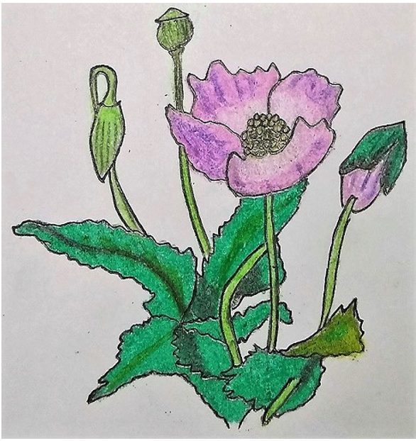 Diagram represents the Opium Poppy plant useful in curing certain diseases