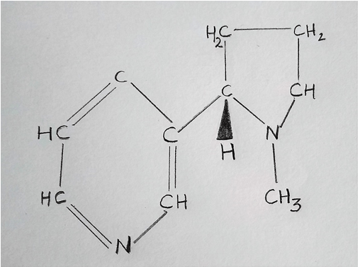 Diagram represents structure of Nicotine which is colourless oily liquid alkaloid