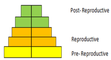 The age pyramid indicates an expanding population - option a