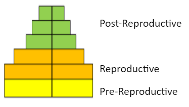 The age pyramid indicates an expanding population - option b