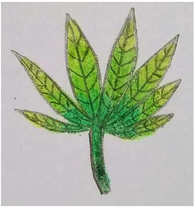 Diagram represents the skeletal structure of the cannabinoid molecule