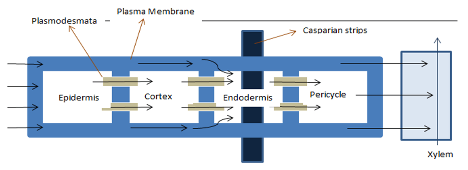 Apoplastic pathway is occuring through intercellular spaces and cell walls