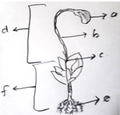 Capsule, Seta, Foot, Sporophyte, Rhizoids & Gametophyte of sporophyte