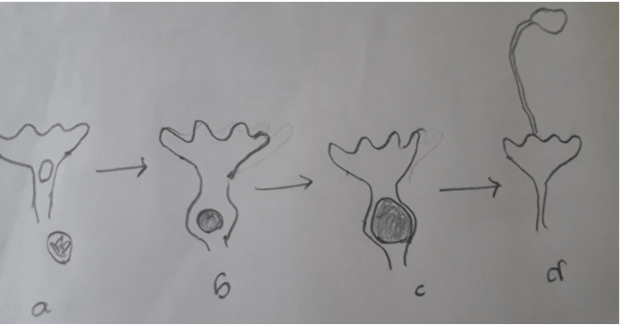 Archegonium with diploidic structure zygote