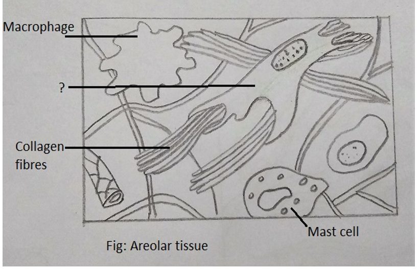 Fibroblast that produce & secrete fibres