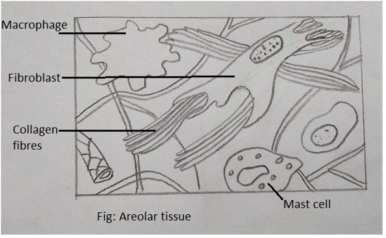 Areolar tissue that produce & secrete fibres