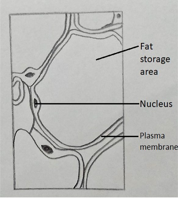 Adipose tissue located beneath the skin