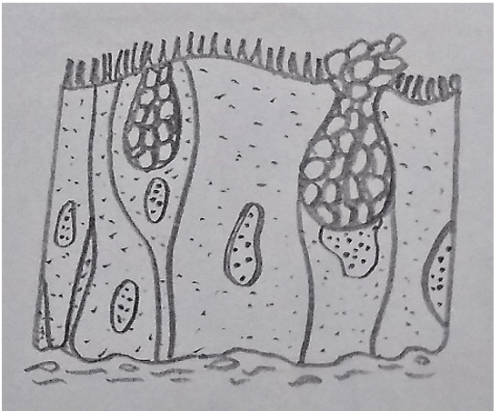 Unicellular gland of isolated glandular cells