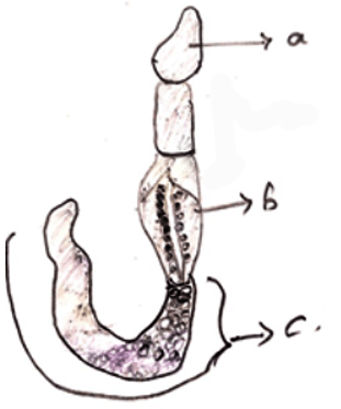 Hemichordates with Proboscis, Collar & Trunk