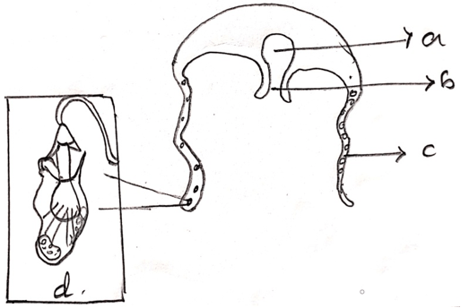 Gastro-vascular cavity, hypostome, tentacles & cnidoblasts of Medusa