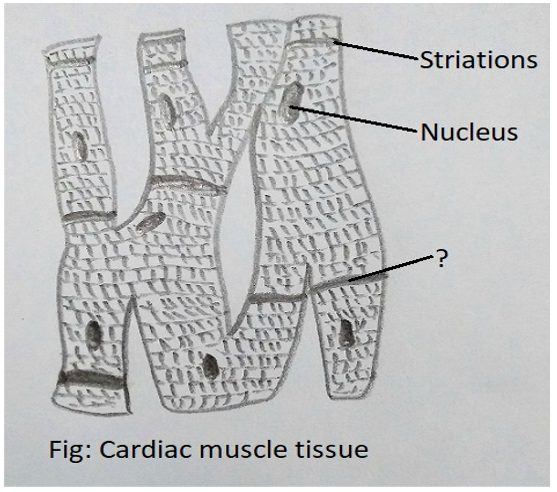 Cardiac Muscle Tissue