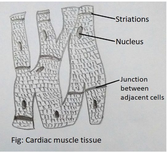 The junction between adjacent cells in Cardiac Muscle Tissue