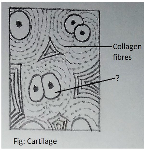 Sơ đồ chondrocyte