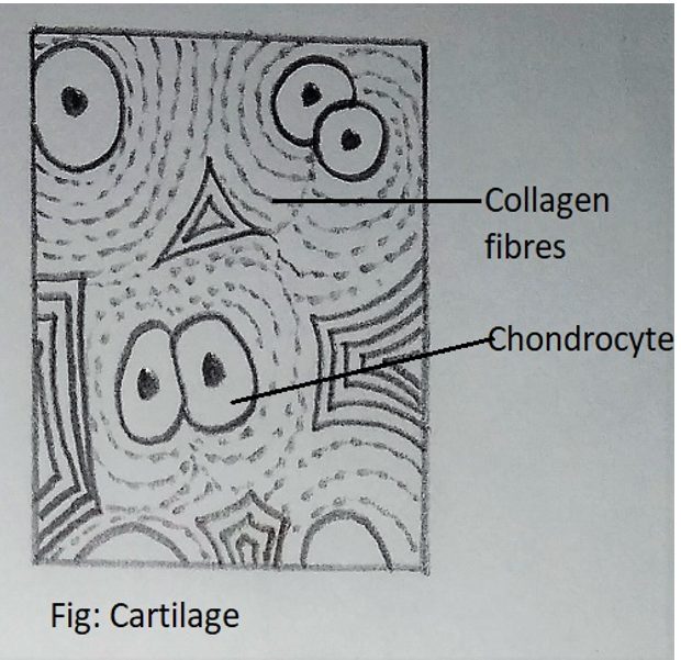 Cells of cartilage or chondrocytes in vertebrate embryos