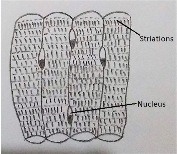 The skeletal muscle closely attached to the skeletal bones