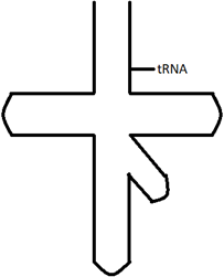 An inverted L shaped structure of actual structure of the tRNA