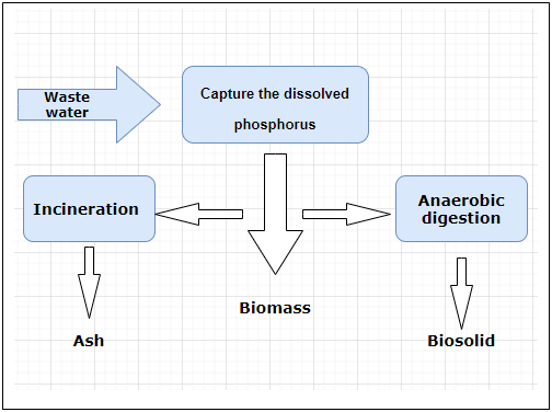 Anaerobic digestion is where phosphorus is released & further harvested for phosphorus