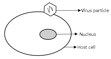 Virus multiplication cycle, adsorption stage