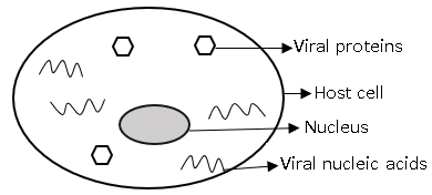 The synthesis stage of the virus multiplication cycle
