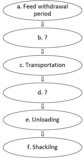 pre-slaughtering process of poultry birds