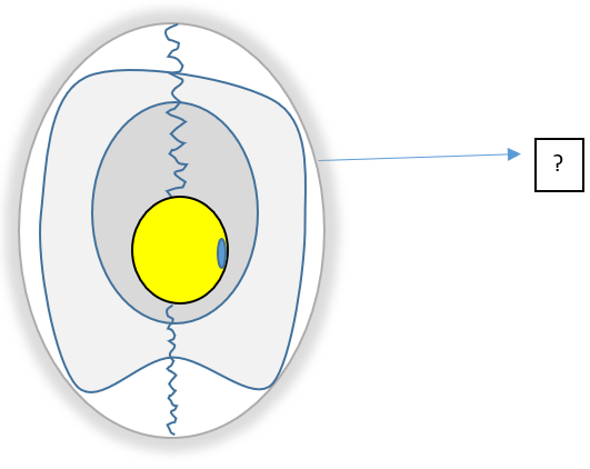 Identify the part in the egg structure