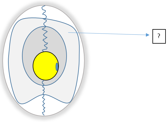 Identify the part in the egg structure - Q2