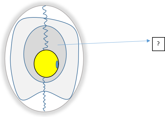 Identify the part in the egg structure - Q3