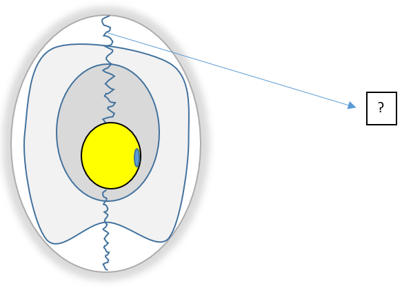 Identify the part in the egg structure - Q4