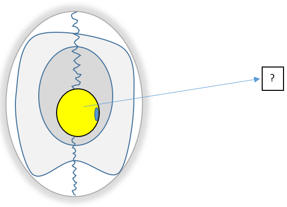 Identify the part in the egg structure - Q5